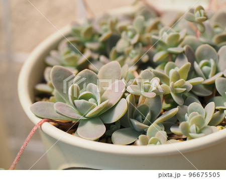多肉植物子持ち蓮華 多肉植物子持ち蓮華 96675505