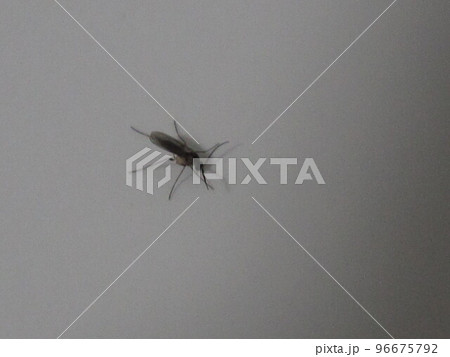 E475 キノコバエ E475 キノコバエ 96675792