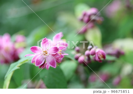 初夏に咲き始めるベニバナバイカウツギ(紅花梅花空木) 初夏に咲き始めるベニバナバイカウツギ(紅花梅花空木) 96675851