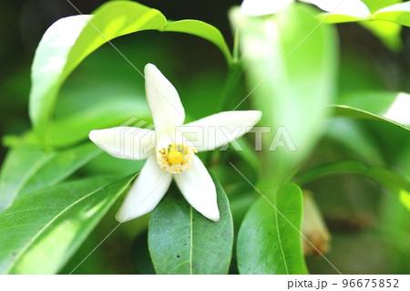 ミカン（蜜柑）の花に似たタチバナ（橘） 96675852
