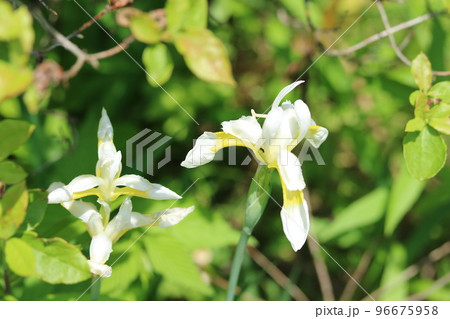 白い小さなアヤメ（菖蒲） シロアヤメ（白文目、白菖蒲） 96675958