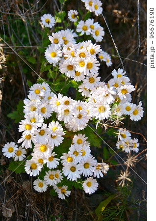 満開の小菊 満開の小菊 96676190