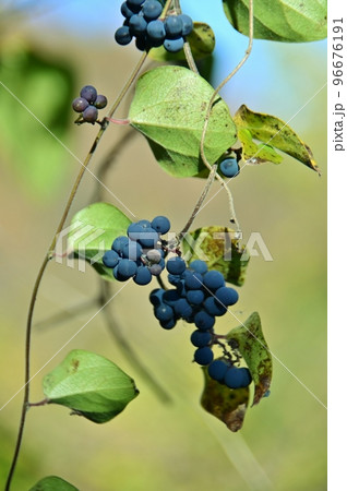アオツヅラフジの紺色の実 96676191