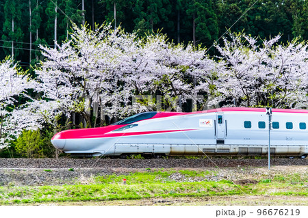 秋田新幹線　～桜並木を通り抜けるこまち～ 96676219