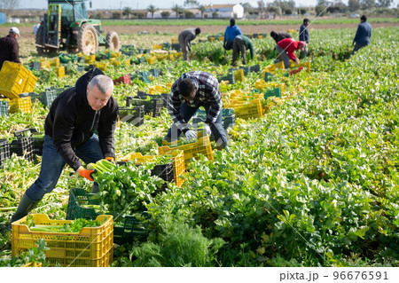 Man arranging crop of celery in boxes Man arranging crop of celery in boxes 96676591