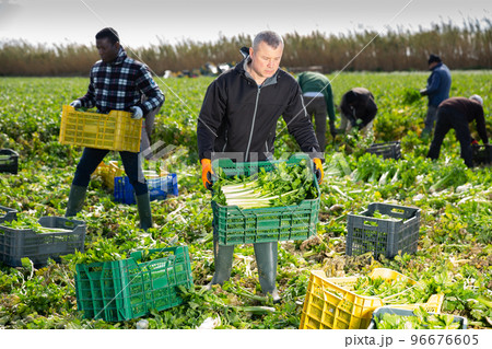 Men professional gardeners during harvesting of celery Men professional gardeners during harvesting of celery 96676605