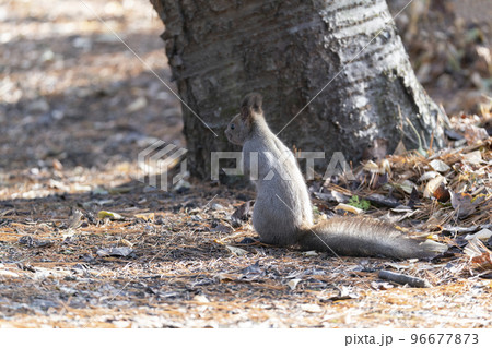 秋のエゾリス 96677873