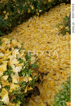 銀杏のジュータン 96678008