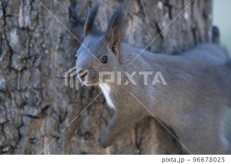 エゾリスの森 エゾリスの森 96678025