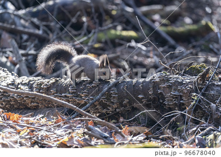 エゾリスの森 96678040