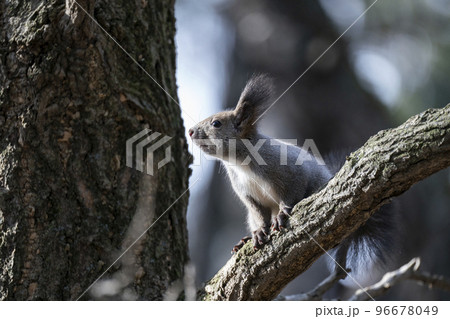 エゾリスの森 96678049