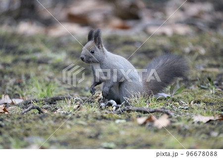 エゾリスの森 96678088