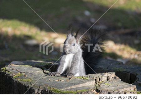 エゾリスの森 エゾリスの森 96678092