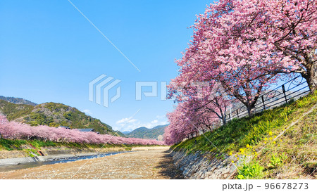 河津町の河津桜 96678273