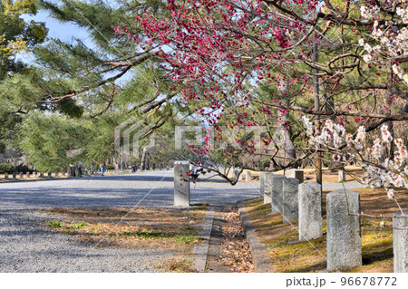 京都御苑石標と満開の紅梅・白梅に散策の風景 96678772