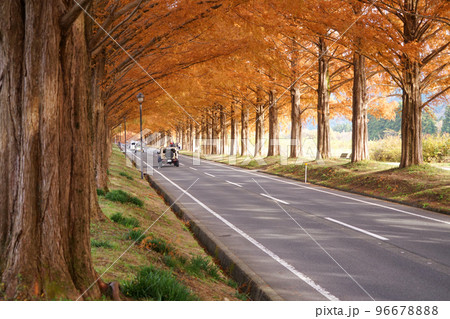 メタセコイア並木 紅葉 高島市 マキノ高原 メタセコイア並木 紅葉 高島市 マキノ高原 96678888