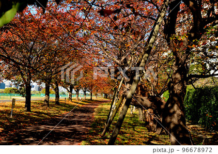 大田区　多摩川土手沿いの赤く紅葉した桜並木の風景 96678972