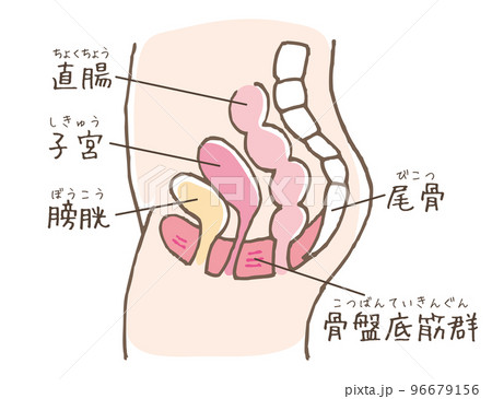 骨盤底筋群のイラスト（線画別カラー） 96679156