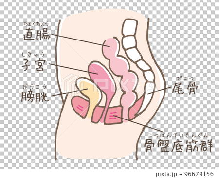 骨盤底筋群のイラスト（線画別カラー） 96679156