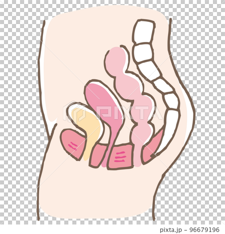 骨盤底筋群のイラスト　名称無し（線画別カラー） 96679196