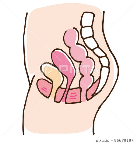 骨盤底筋群のイラスト 名称無し 骨盤底筋群のイラスト 名称無し 96679197