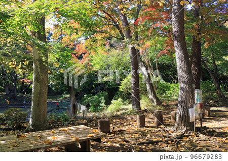 一ノ倉邸の庭園 96679283