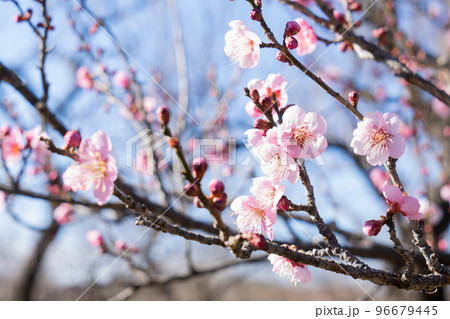 ピンクの梅の花 ピンクの梅の花 96679445
