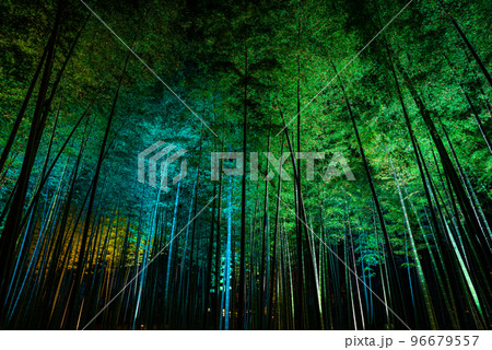 偕楽園_孟宗竹林_ライトアップ風景（茨城県水戸市） 96679557