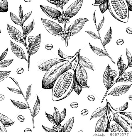 Cocoa beans, tea and coffee branches. Seamless pattern in engraving vintage antique style. Vector drawing Cocoa beans, tea and coffee branches. Seamless pattern in engraving vintage antique style. Vector drawing 96679577