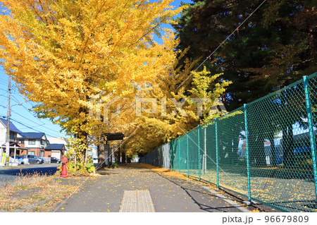 岩手県営運動公園脇のイチョウ並木 96679809