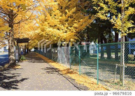 岩手県営運動公園脇のイチョウ並木 96679810