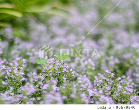 可愛い小花 可愛い小花 96679840