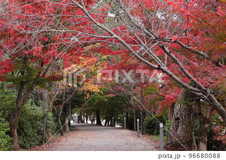京都府宇治市　あじろぎの道の紅葉 96680088