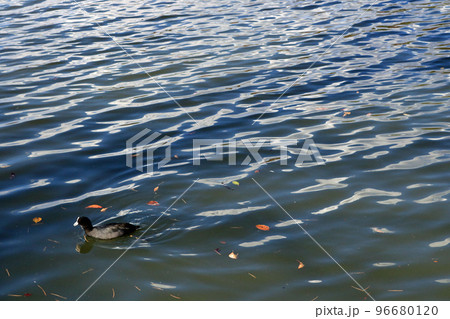 湖面を泳ぐオオバン 湖面を泳ぐオオバン 96680120