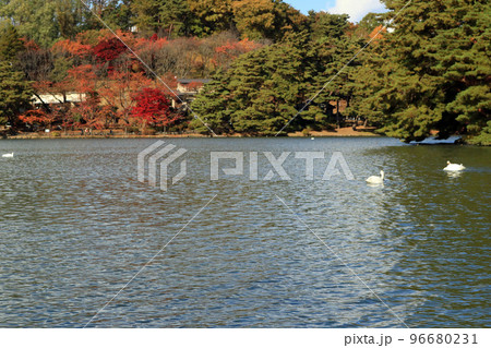 秋の高松の池 秋の高松の池 96680231