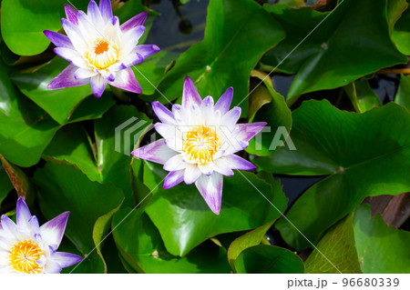 Beautiful blooming Nymphaea lotus flower with leaves, Water lily pot 96680339