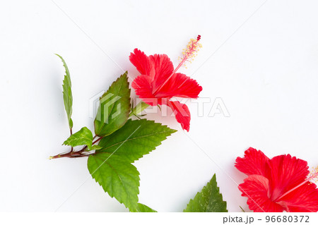 Hibiscus flower with leaves on white Hibiscus flower with leaves on white 96680372