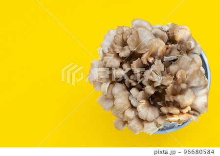 Maitake (Grifola frondose) mushroom on yellow background Maitake (Grifola frondose) mushroom on yellow background 96680584