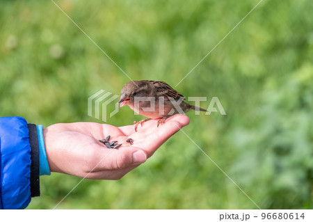 The boy feeds the birds with seeds from his hand. Sparrow eats seeds from the boy's hand The boy feeds the birds with seeds from his hand. Sparrow eats seeds from the boy's hand 96680614