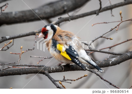 The European goldfinch or simply the goldfinch, Carduelis carduelis, sits on a branch in spring on green background. The European goldfinch in wildlife. 96680654