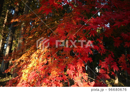 長瀞　宝登山 96680676