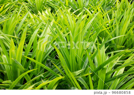 Green pandan leaves in the garden. Green pandan leaves in the garden. 96680858