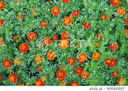 Marigold flower in the garden Marigold flower in the garden 96680862