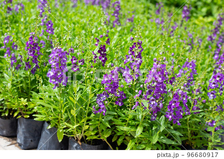 Beautiful angelonia goyazensis benth in the park Beautiful angelonia goyazensis benth in the park 96680917