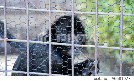 昼間の動物園の檻の中で過ごすコロンビアクロクモザル 昼間の動物園の檻の中で過ごすコロンビアクロクモザル 96681023