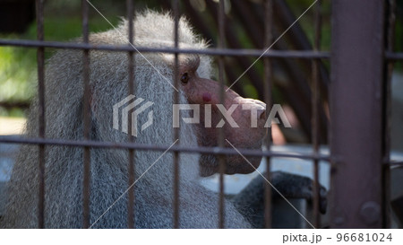 昼間の動物園の檻の中で周りを見渡すマントヒヒの顔 96681024