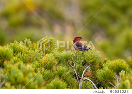 ギンザンマシコ 96681028