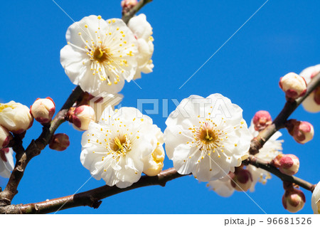 白い梅の花 白い梅の花 96681526
