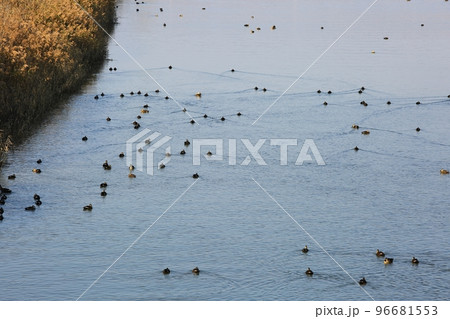 自然 水 風景 96681553
