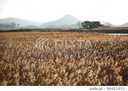 自然 水 風景 96681631